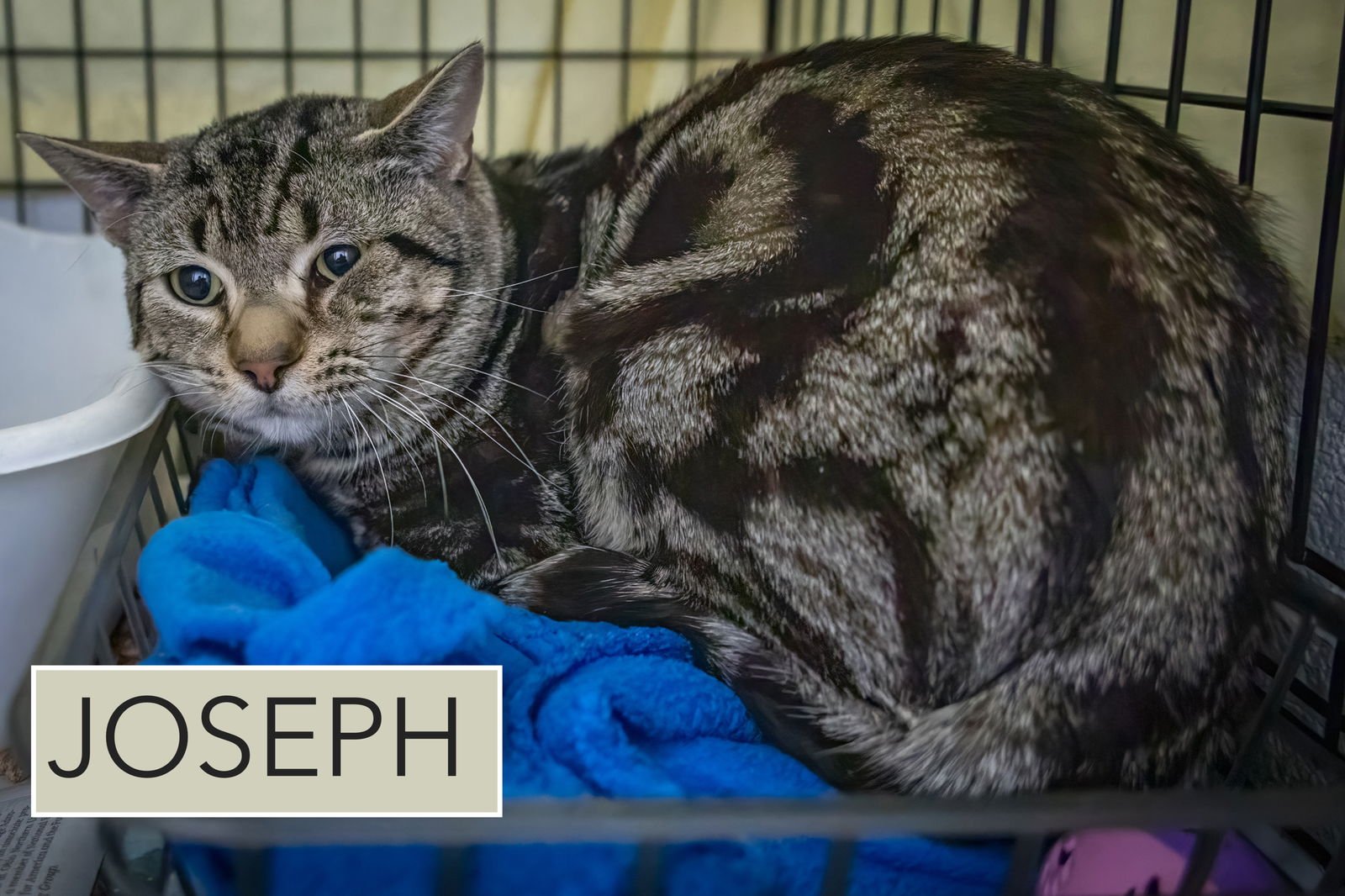 JOSEPH (FCID# 01/29/2026 - 1 TRAINER) - Tabby available for adoption