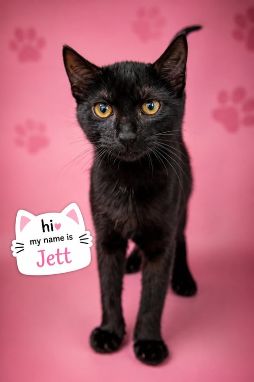 JETT (F) (FCID# 07/20/2026 - 36) - Domestic Short Hair available for adoption