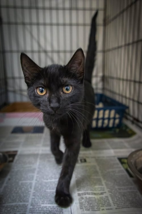 JETT (F) (FCID# 07/20/2026 - 36) - Domestic Short Hair available for adoption