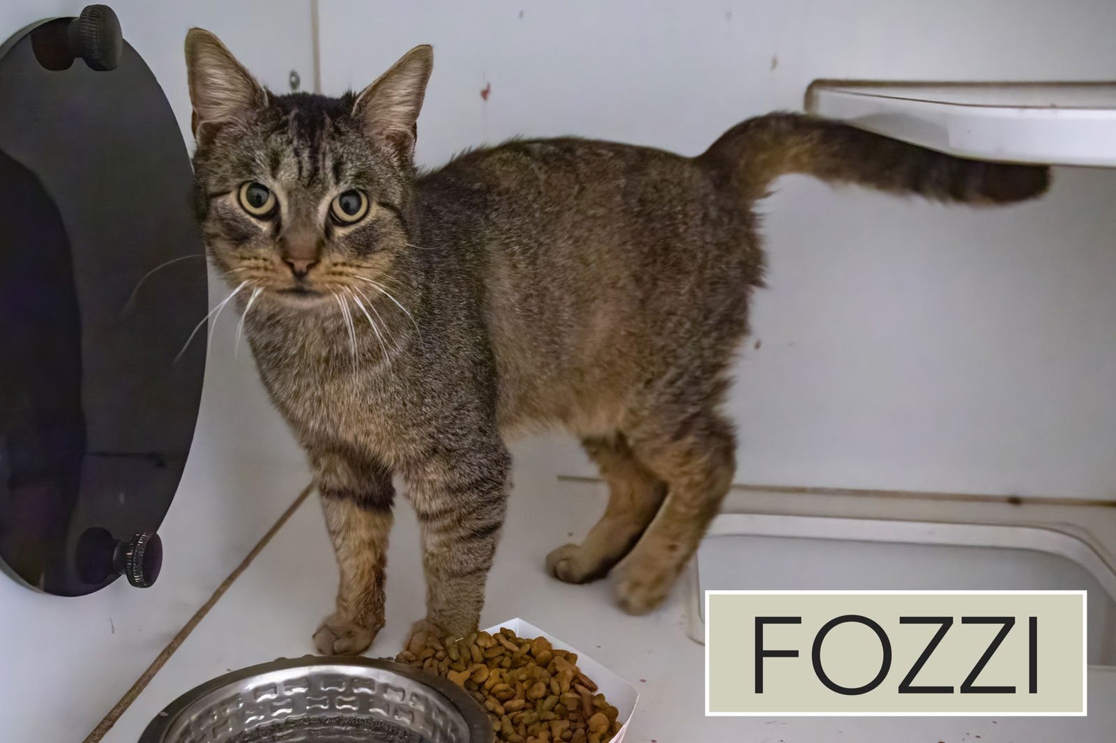 FOZZI (FCID# 01/19/2026 - 19 TRAINER) - Tabby available for adoption