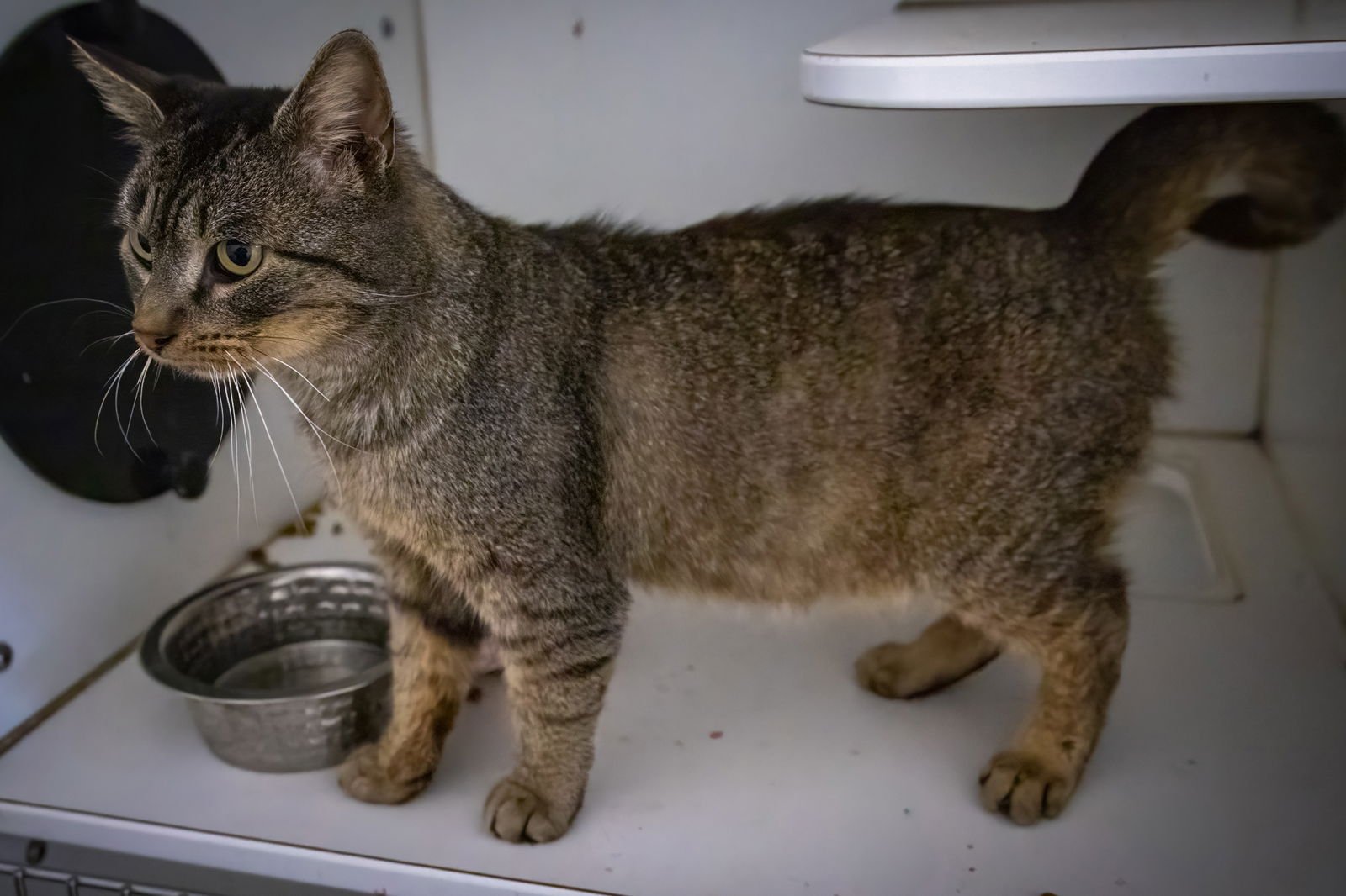 FOZZI (FCID# 01/19/2026 - 19 TRAINER) - Tabby available for adoption