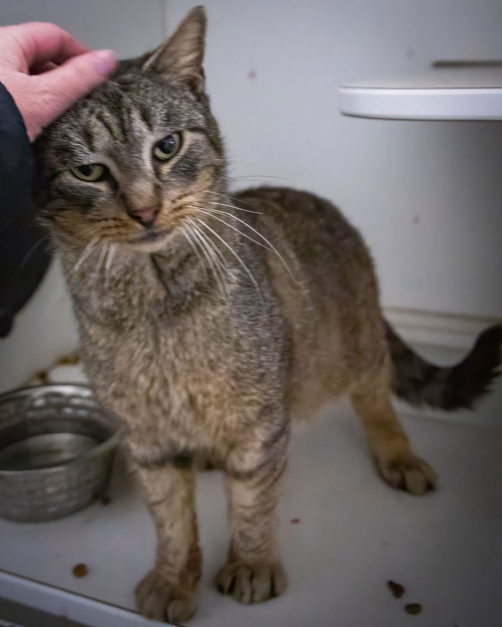 Fozzi (FCID# 01/19/2026 - 19 Trainer) - Photo 3