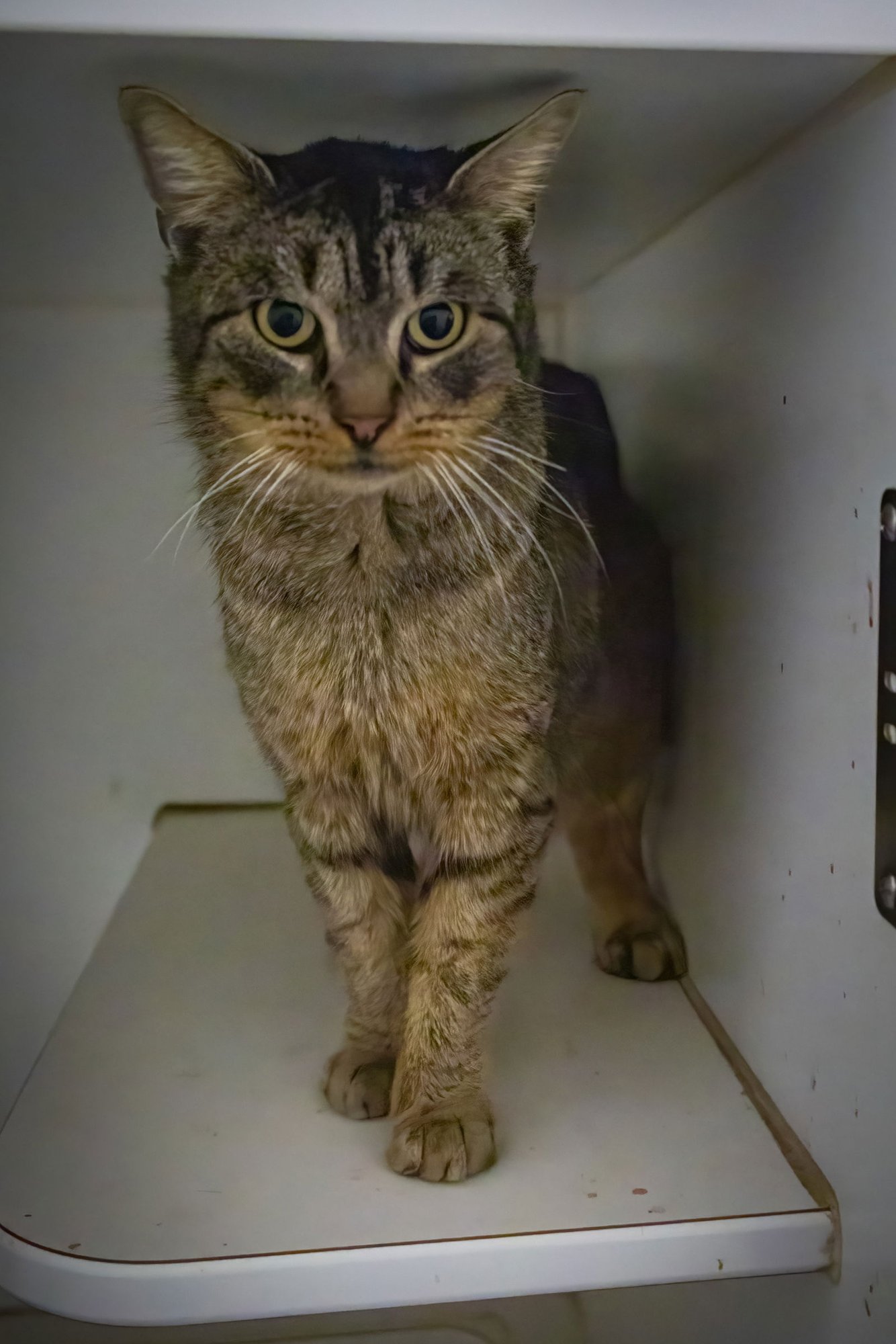 Fozzi (FCID# 01/19/2026 - 19 Trainer) - Photo 4