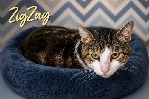 ZIGZAG (FCID# 07/06/2026 - 53 TRAINER) - Tabby available for adoption