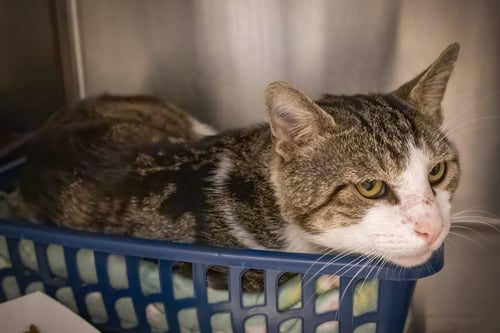 ZIGZAG (FCID# 07/06/2026 - 53 TRAINER) - Tabby available for adoption