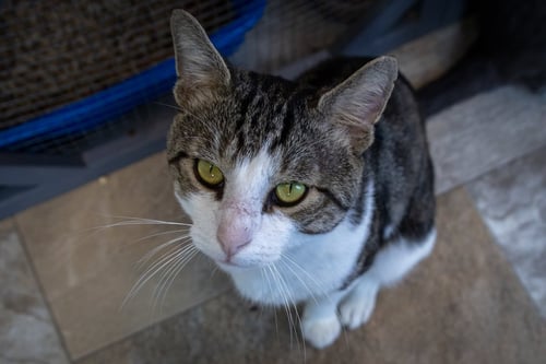 ZIGZAG (FCID# 07/06/2026 - 53 TRAINER) - Tabby available for adoption