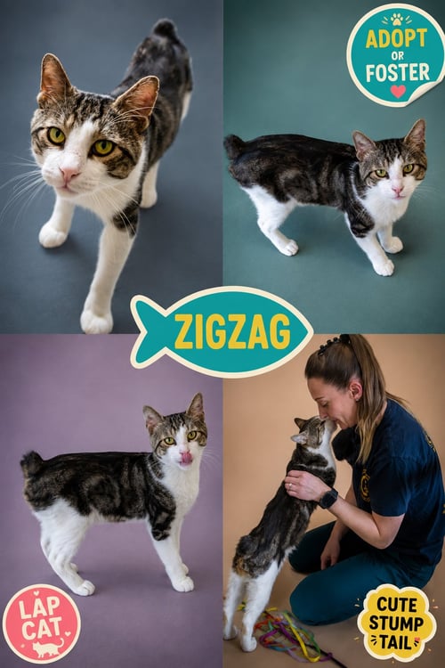 ZIGZAG (FCID# 07/06/2026 - 53 TRAINER) - Tabby available for adoption