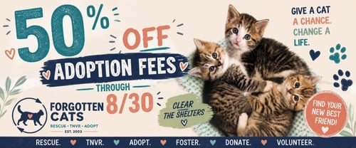 CLEAR THE SHELTERS ADOPTION EVENT  AUGUST 2026 - Domestic Short Hair available for adoption