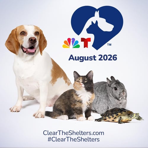 CLEAR THE SHELTERS ADOPTION EVENT  AUGUST 2026 - Domestic Short Hair available for adoption
