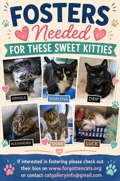 FOSTERS NEEDED FOR SPECIAL CATS - Domestic Short Hair available for adoption
