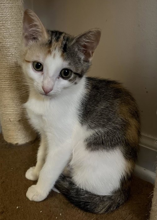 FOSTERS NEEDED FOR SPECIAL CATS - Domestic Short Hair available for adoption