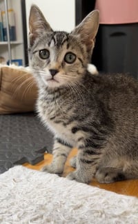 Fosters Needed for Special Cats - Photo 3