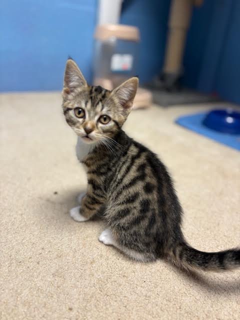 FIG, WILLOW GROVE AREA, (FCID 07/01/2026-153) - Domestic Short Hair available for adoption