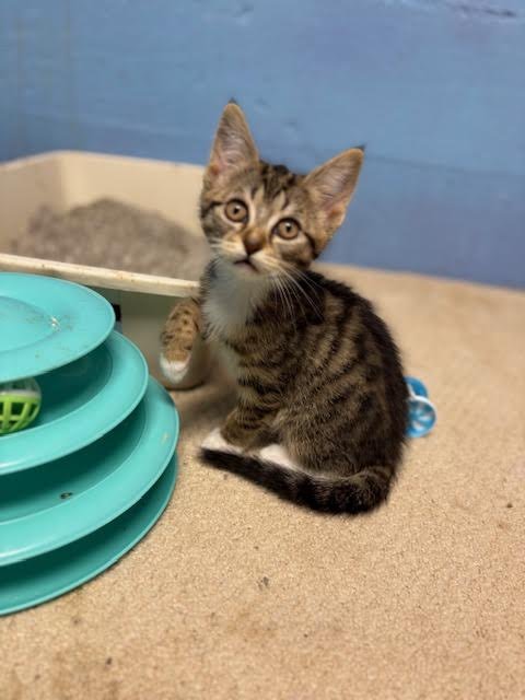 FIG, WILLOW GROVE AREA, (FCID 07/01/2026-153) - Domestic Short Hair available for adoption