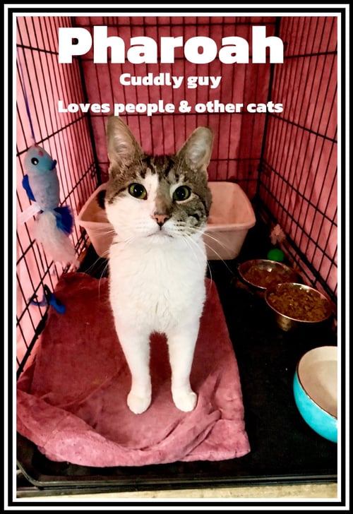 PHAROAH (FCID#4/6/2026-401) JENKINTOWN PS - Domestic Short Hair available for adoption