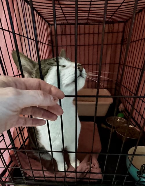 PHAROAH (FCID#4/6/2026-401) JENKINTOWN PS - Domestic Short Hair available for adoption