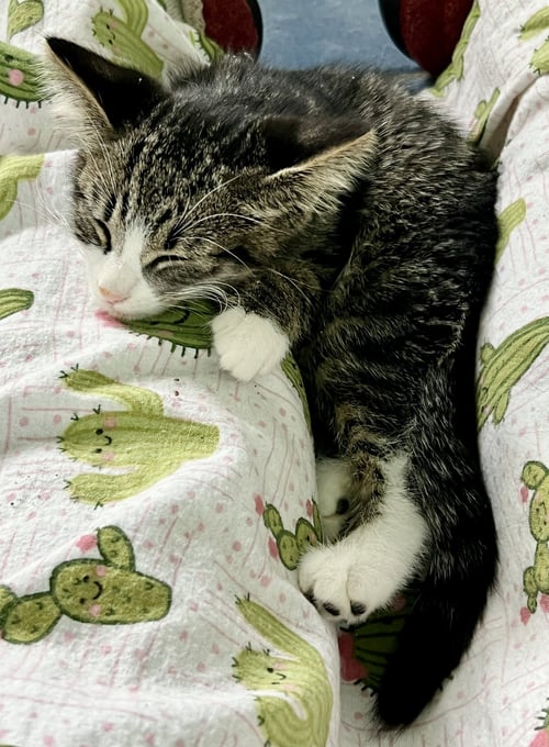 TOASTY (FCID# 05/19/2026-75 GLEN MILLS PS) - Domestic Short Hair available for adoption