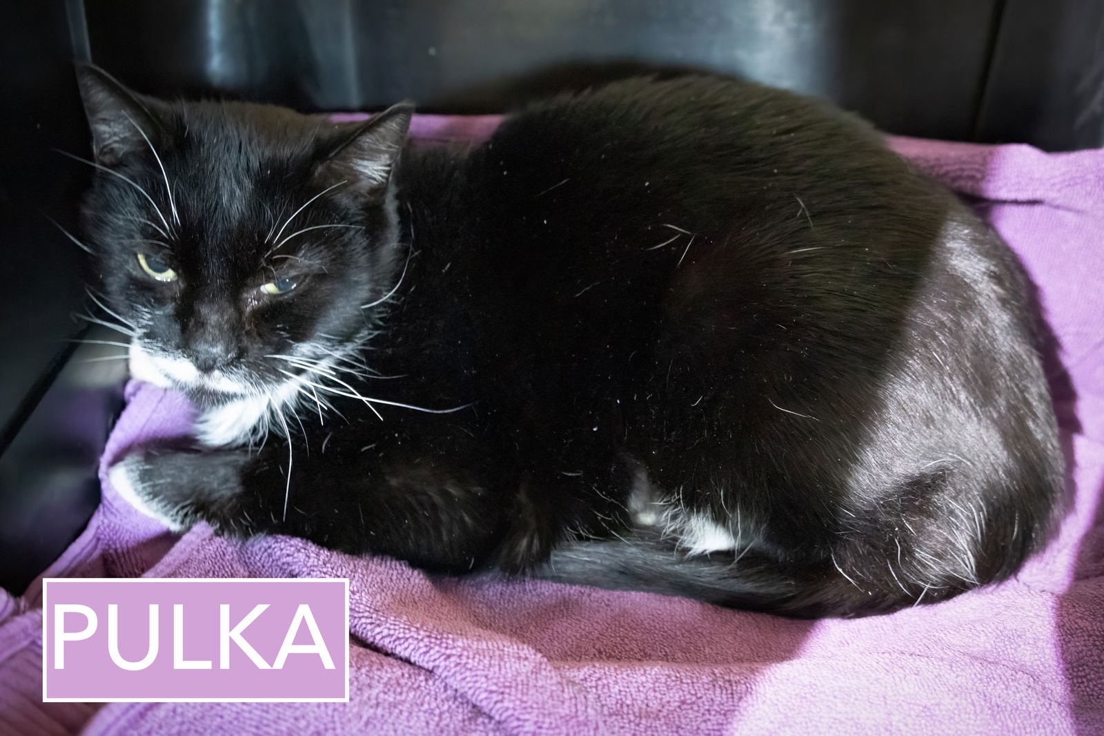PULKA (FCID# 12/10/2025 - 26 TRAINER) - Tuxedo available for adoption