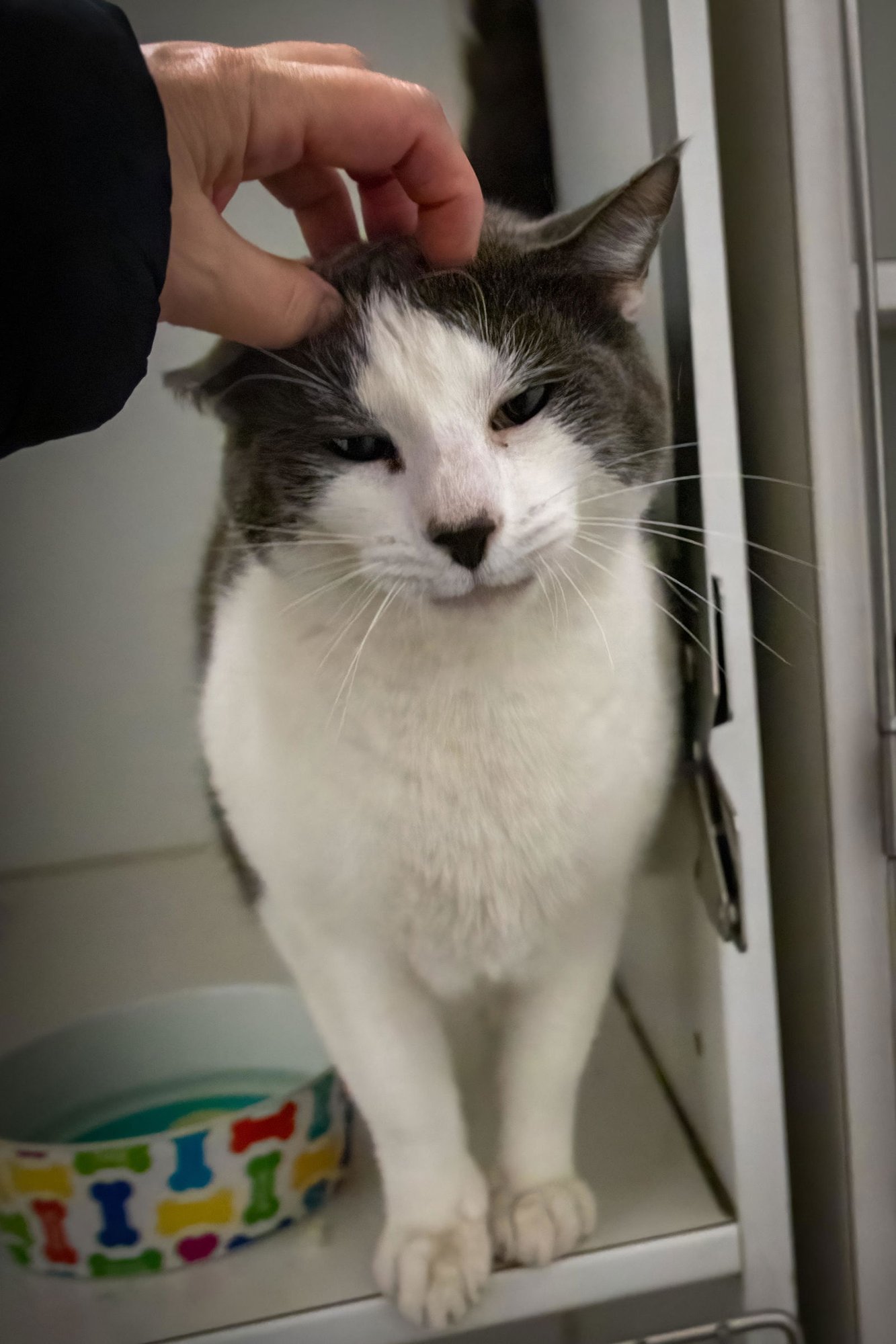 SHIFT (FCID# 03/02/2026 - 12 TRAINER - Domestic Short Hair available for adoption