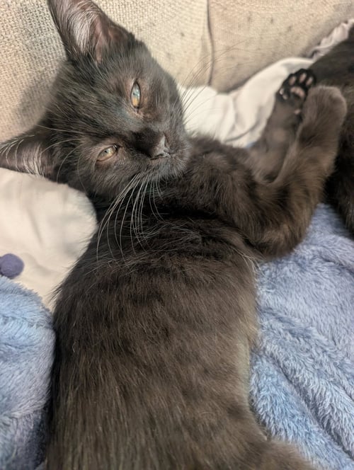 NOLA, WILLOW GROVE AREA, (FCID 6/17/2026-152) - Domestic Short Hair available for adoption