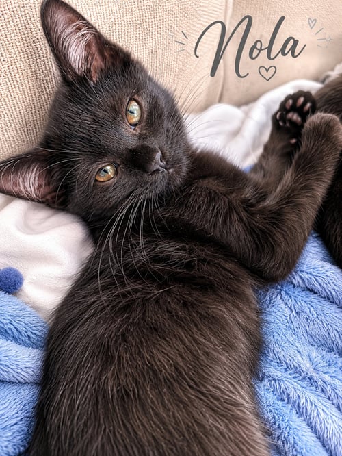 NOLA, WILLOW GROVE AREA, (FCID 6/17/2026-152) KDC - Domestic Short Hair available for adoption