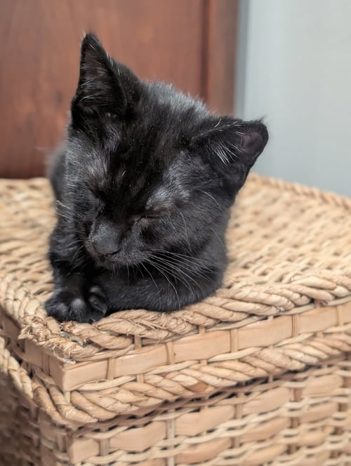 NOLA, WILLOW GROVE AREA, (FCID 6/17/2026-152) KDC - Domestic Short Hair available for adoption