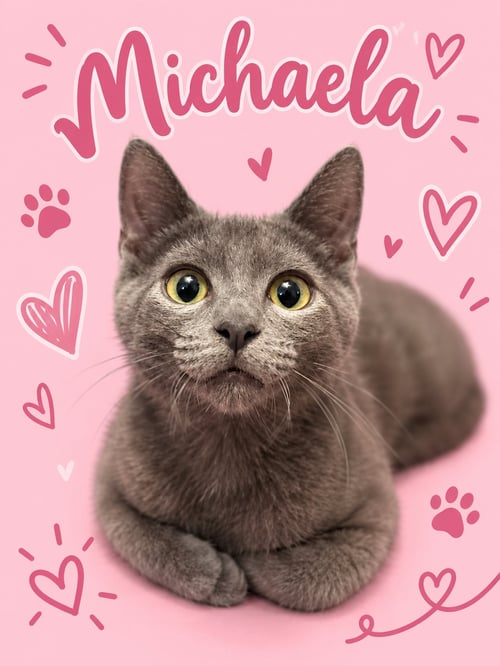 MICHAELA (FCID# 08/27/2026 - 32 MIDDLETOWN PS) C - Domestic Short Hair for adoption in Dover