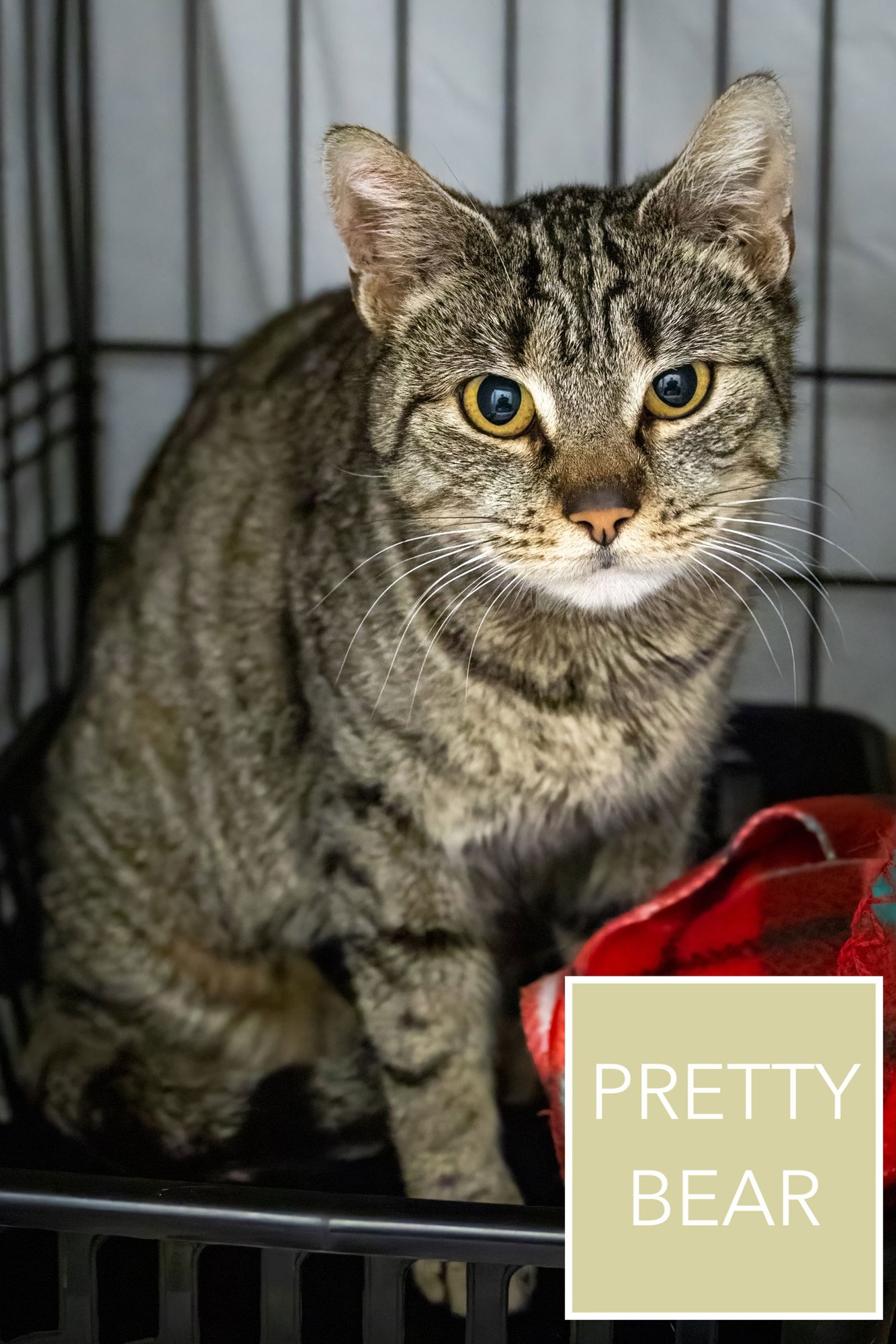 PRETTY BEAR (FCID# 02/26/2026 - 13 TRAINER) - Tabby available for adoption