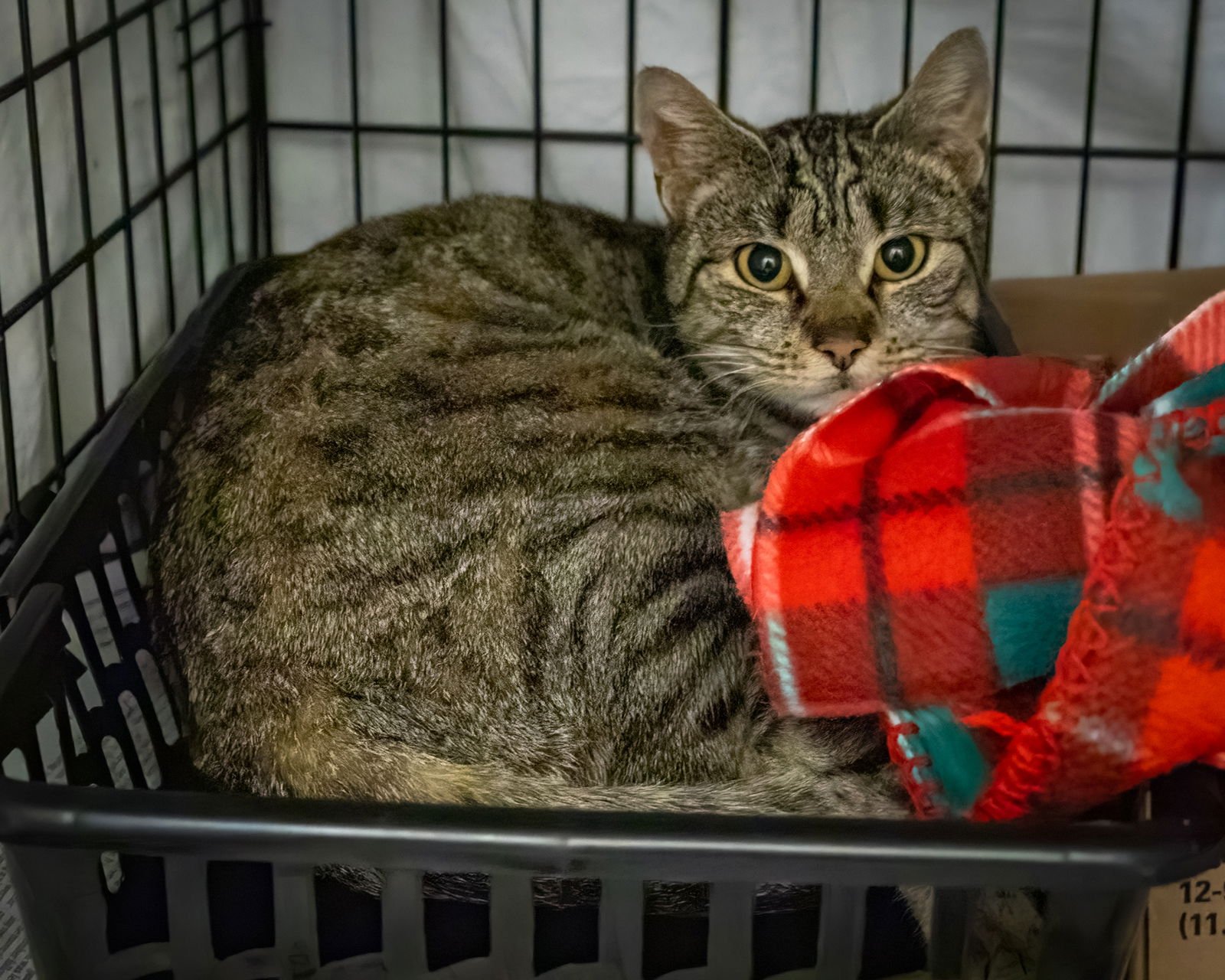 PRETTY BEAR (FCID# 02/26/2026 - 13 TRAINER) - Tabby available for adoption