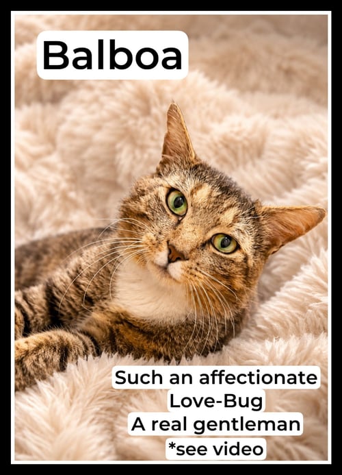BALBOA (FCID# 05/12/2026 - 119) WILLOW GROVE - Domestic Short Hair available for adoption