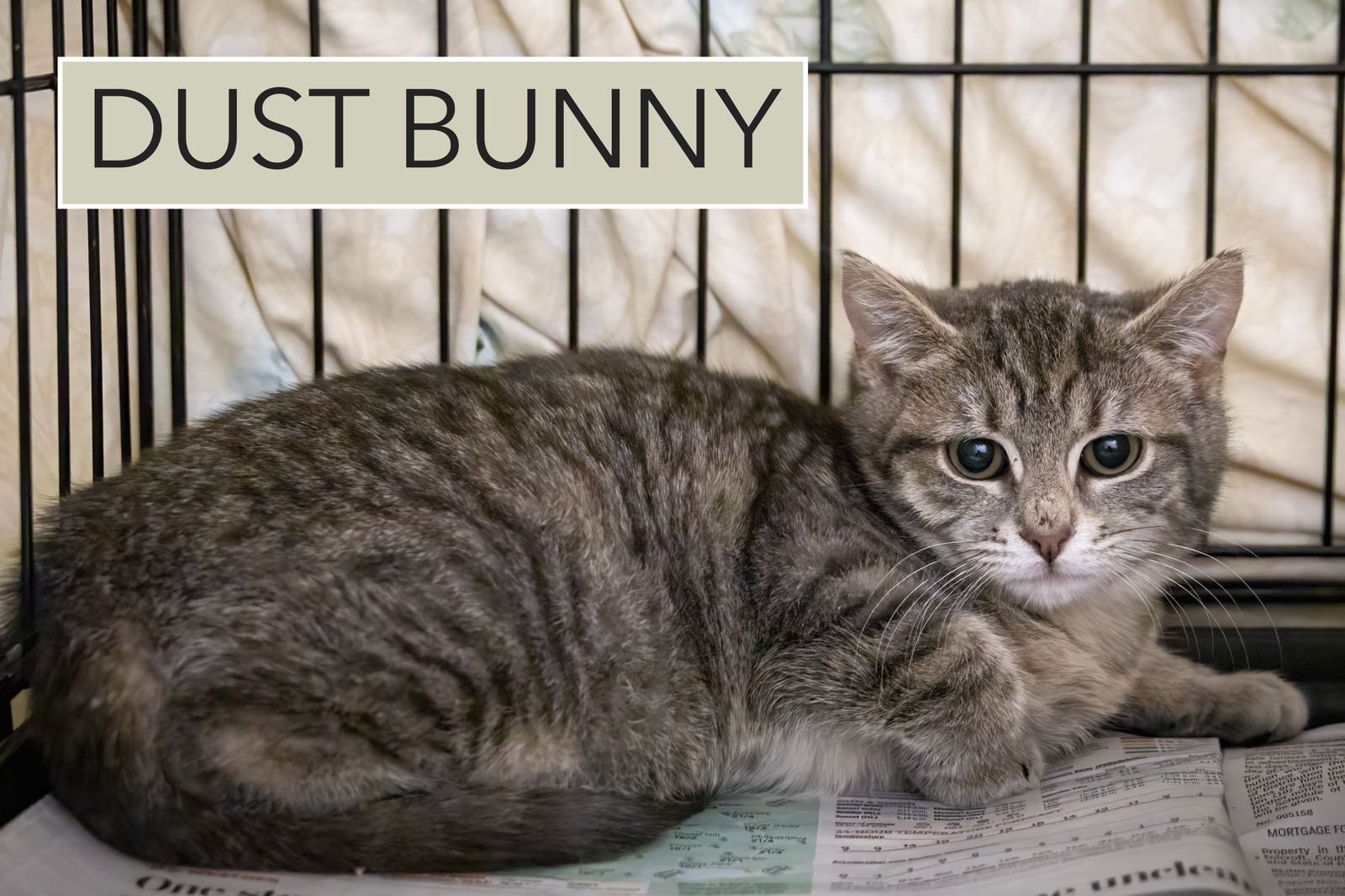 DUST BUNNY (FCID# 01/19/2026 - 25 TRAINER) - Tabby available for adoption