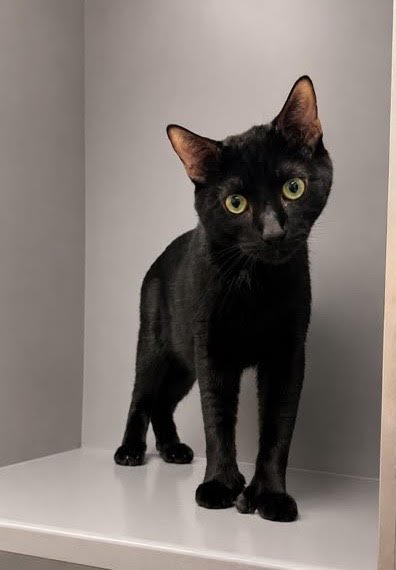 Cole:Polydactyl (FCID 4/23/26-27 Middletown PS) KC Image