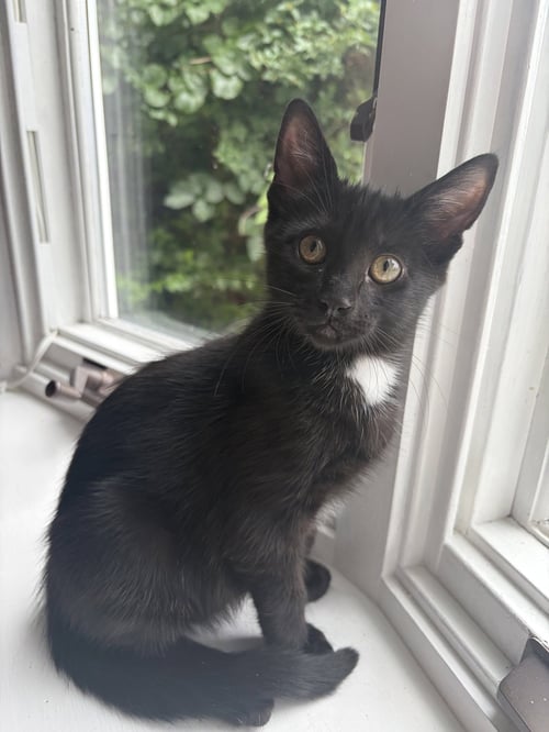 LUCKY, WILLOW GROVE AREA, (FCID 06/24/2026-136) - Domestic Short Hair available for adoption