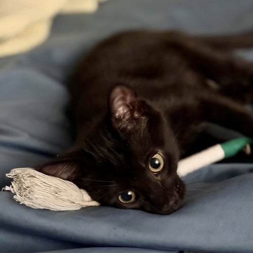 LUCKY, WILLOW GROVE AREA, (FCID 06/24/2026-136) - Domestic Short Hair available for adoption