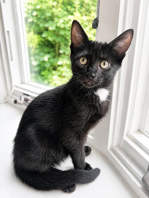 LUCKY, WILLOW GROVE AREA, (FCID 06/24/2026-136) - Domestic Short Hair available for adoption