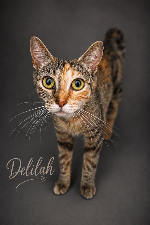 Delilah (FCID# 06/08/2026 - 83 Trainer) Image