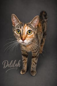 Delilah (FCID# 06/08/2026 - 83 Trainer) - Photo 1