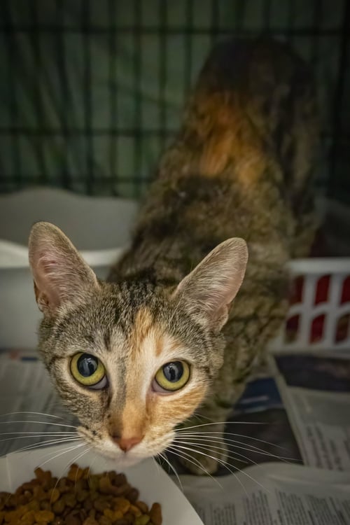 DELILAH (FCID# 06/08/2026 - 83 TRAINER) - Calico / Tabby available for adoption