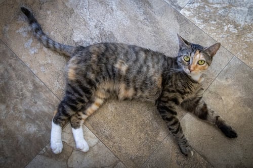 DELILAH (FCID# 06/08/2026 - 83 TRAINER) - Calico / Tabby available for adoption