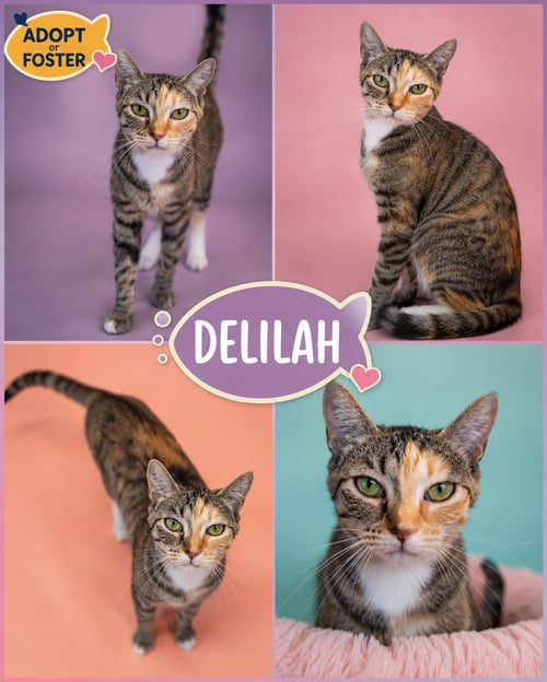 DELILAH (FCID# 06/08/2026 - 83 TRAINER) - Calico / Tabby available for adoption