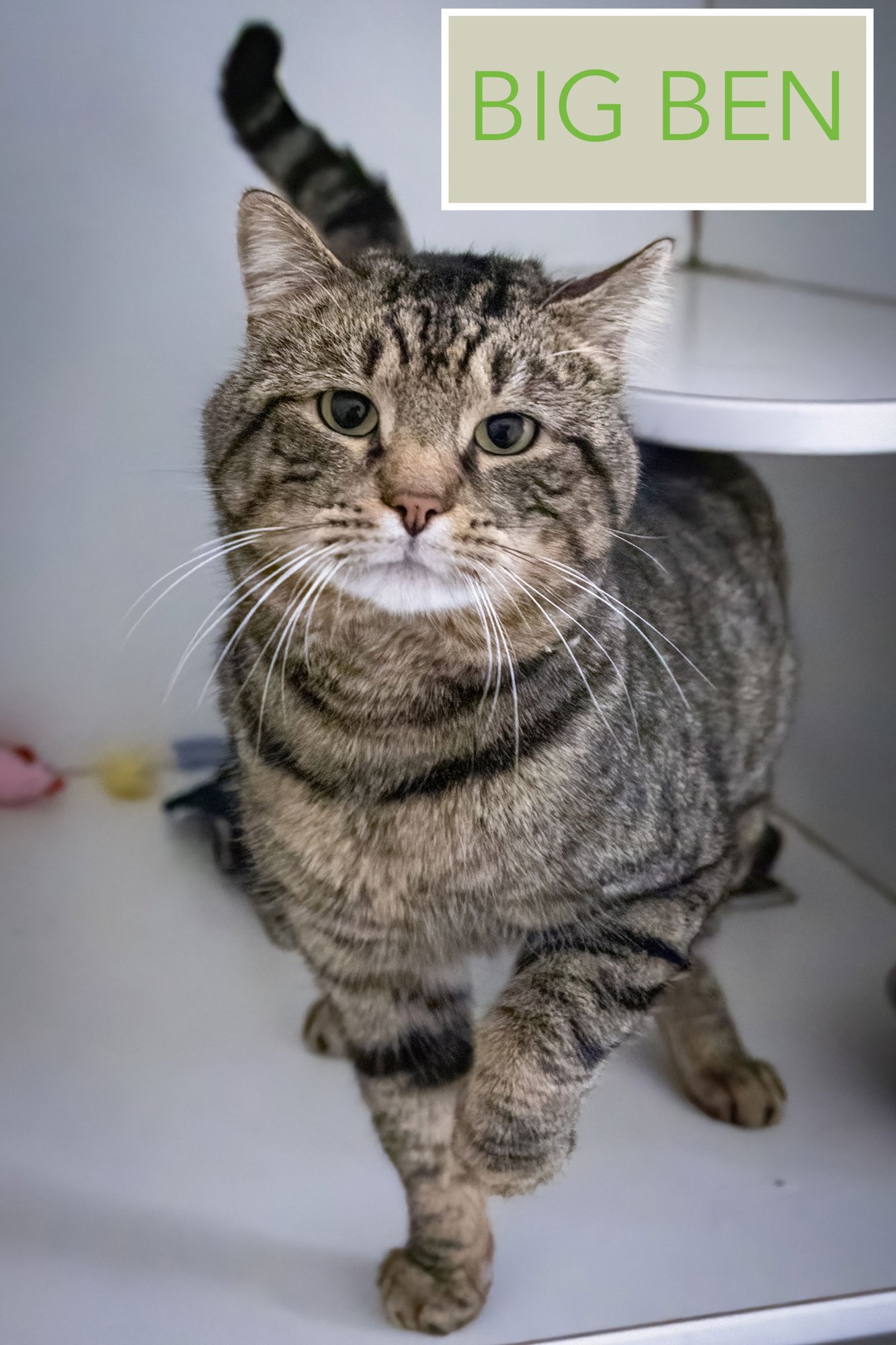 BIG BEN (FCID# 01/19/2026 - 5 TRAINER) - Tabby available for adoption