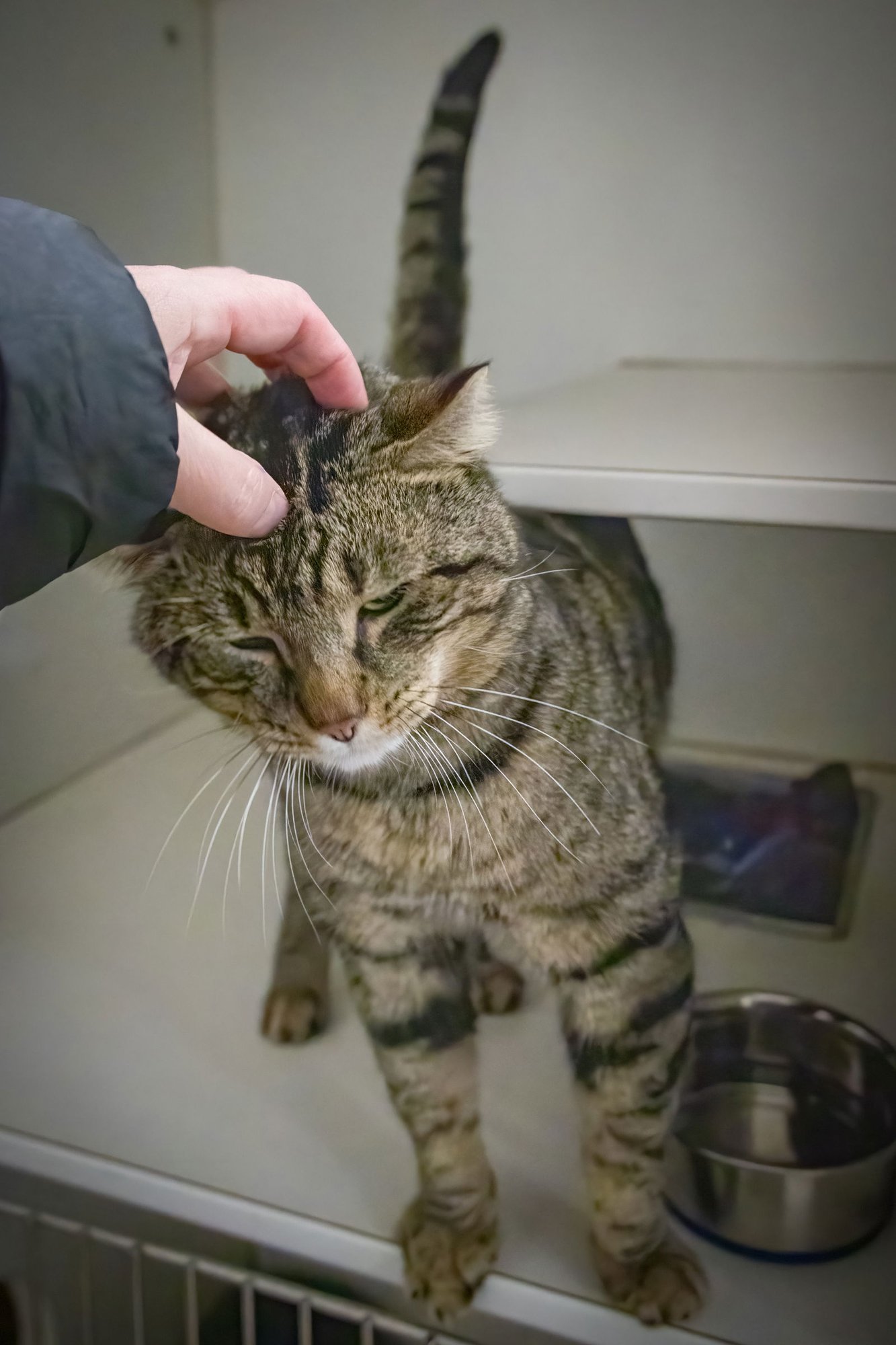 BIG BEN (FCID# 01/19/2026 - 5 TRAINER) - Tabby available for adoption