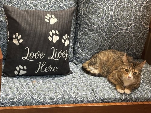 EMMA (FCID# 03/21/24 - 22) - Tabby / Calico for adoption in Newark