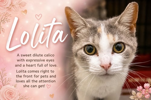 LOLITA (FCID# 04/27/2026 - 25 TRAINER) - Dilute Calico / Tabby available for adoption