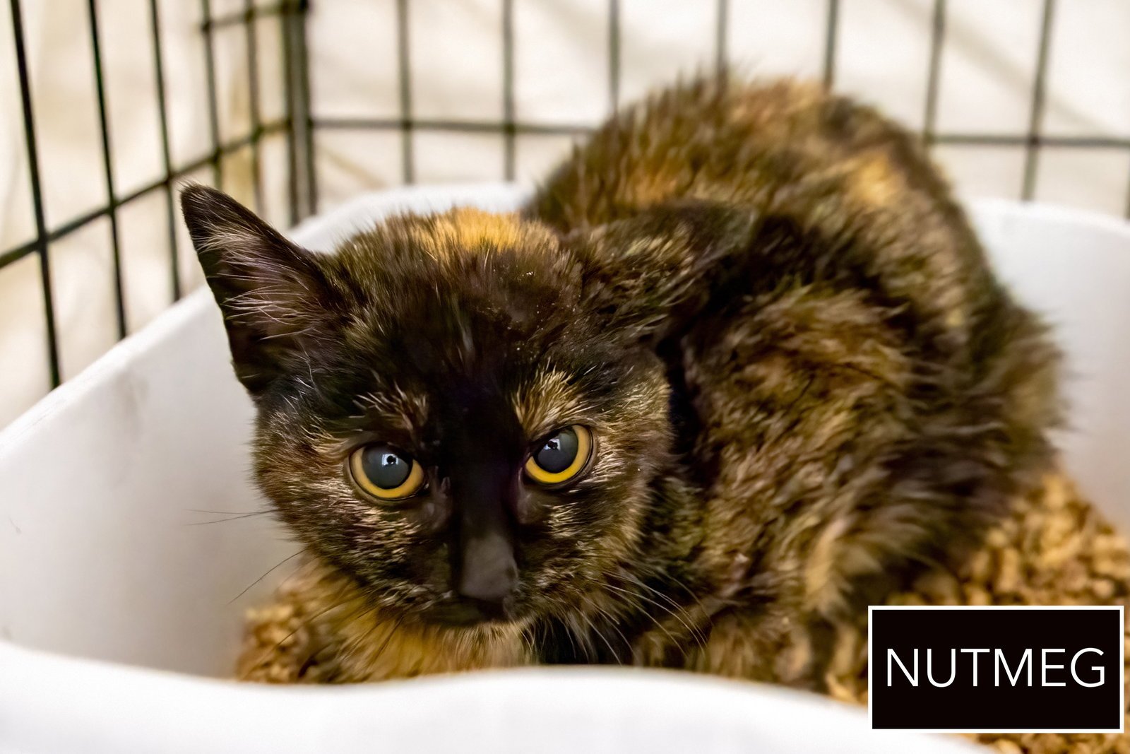 NUTMEG (FCID# 02/19/2026 - 28 BRANDYWINE PS) C - Tortoiseshell available for adoption
