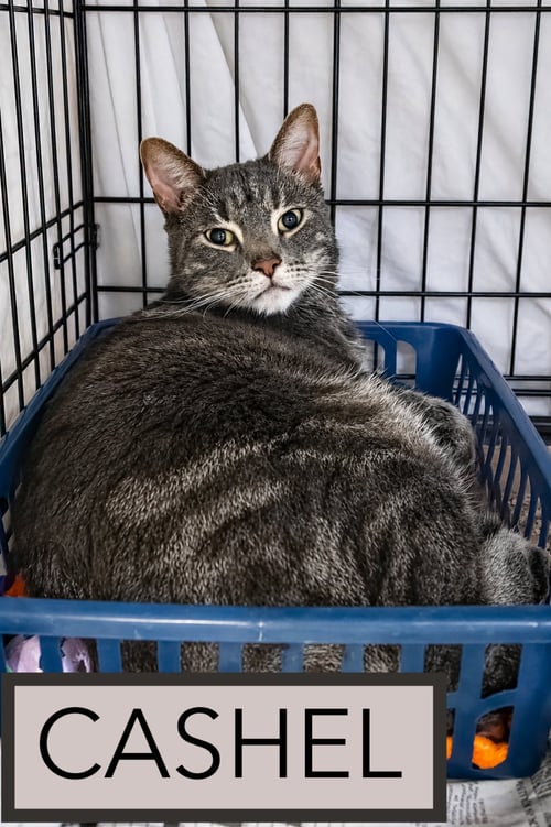 CASHEL (FCID# 06/04/2026 - 21 TRAINER) - Tabby available for adoption