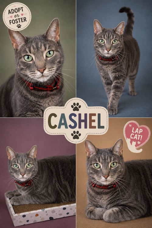 CASHEL (FCID# 06/04/2026 - 21 TRAINER) - Tabby available for adoption