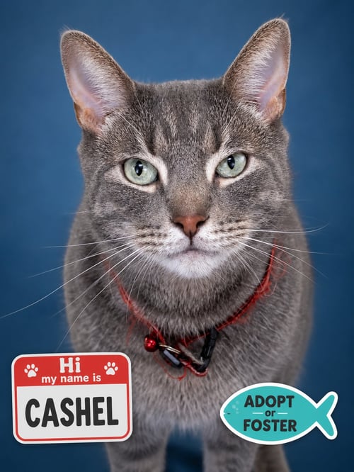 CASHEL (FCID# 06/04/2026 - 21 TRAINER) - Tabby available for adoption