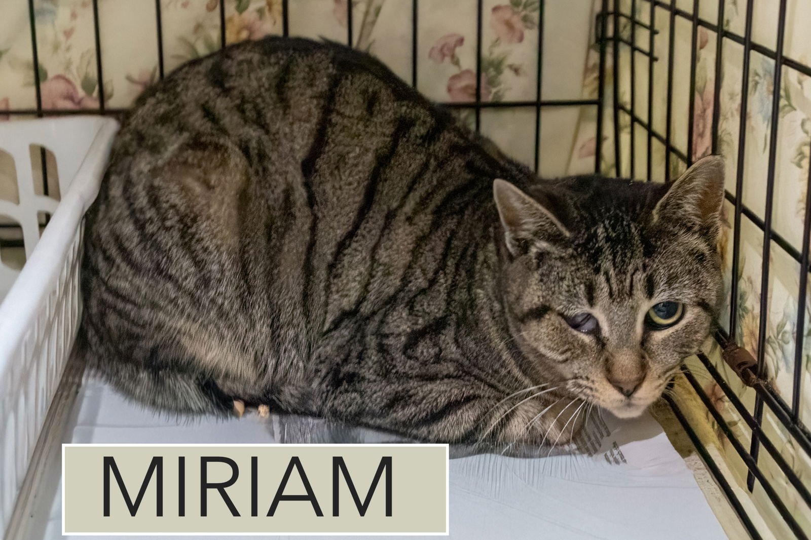 MIRIAM (FCID# 01/29/2026 - 3 TRAINER) - Tabby available for adoption