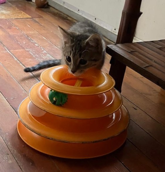 GUINESS (FCID# 01/14/2026 - 2) DC - Tabby available for adoption